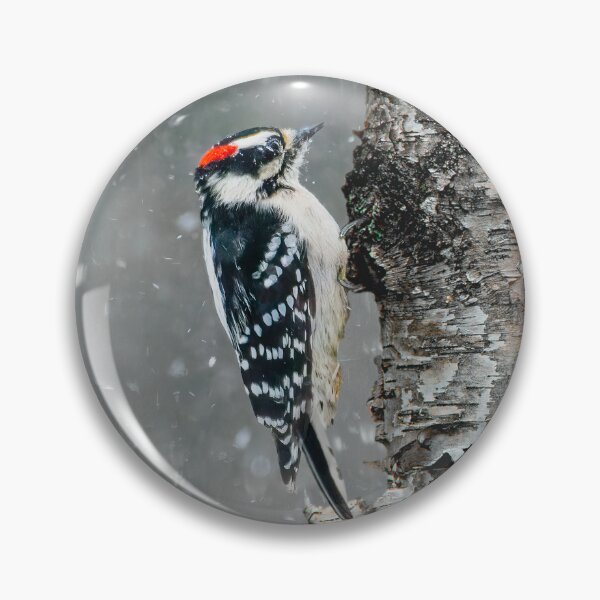 Artikelvorschau, Dunenspecht im Schnee Fotografie entworfen und verkauft von alpendesigns.