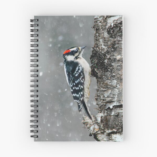 Item preview, Downy Woodpecker in Snow Photograph designed and sold by alpendesigns.