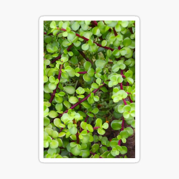 Jade - Crassula Ovata Sticker