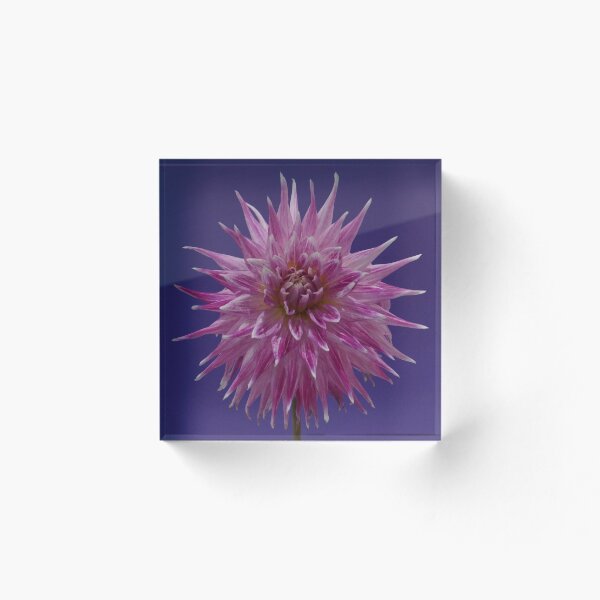Artikelvorschau, Rosa varegated Dahlia auf purpurrotem Hintergrund entworfen und verkauft von Jaycee2009.