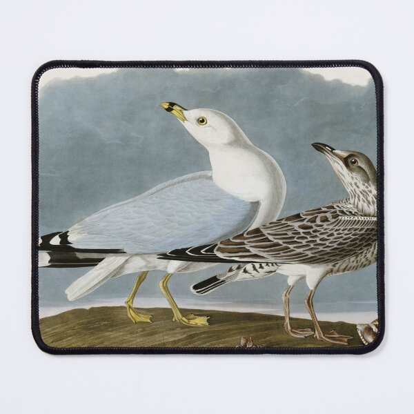 Item preview, Vintage Seagull Illustration - Audubon designed and sold by Vintage Wall Art.