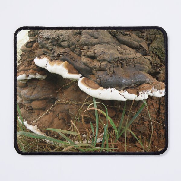 Item preview, Brown and White Bracket Fungus designed and sold by naturegallery.
