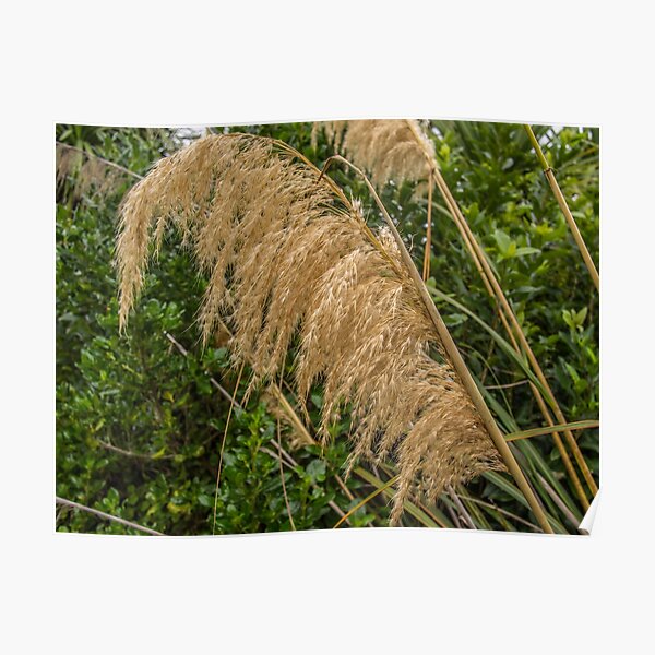 Native Grasses Poster