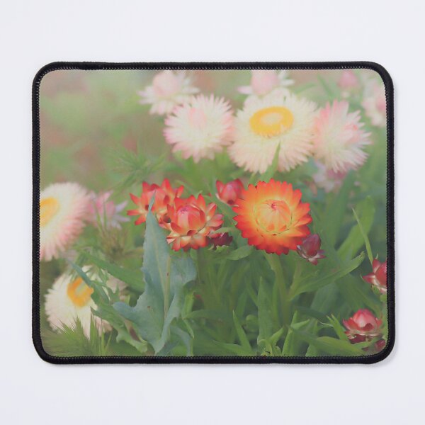 Item preview, Paper Daisies designed and sold by DVJPhotography.