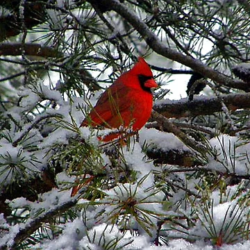 Artwork thumbnail, Cardinal by Rupprat