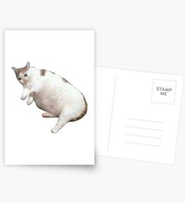 Postales Gato