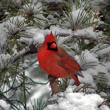 Artwork thumbnail, Cardinal by Rupprat