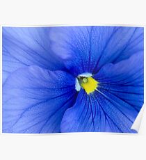 Blue pansy Poster