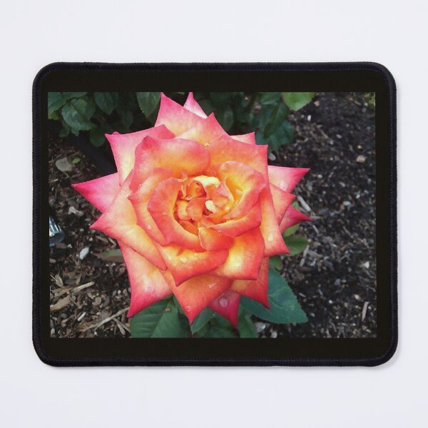 Item preview, PINK AND YELLOW ROSE  designed and sold by JoAnnHayden.