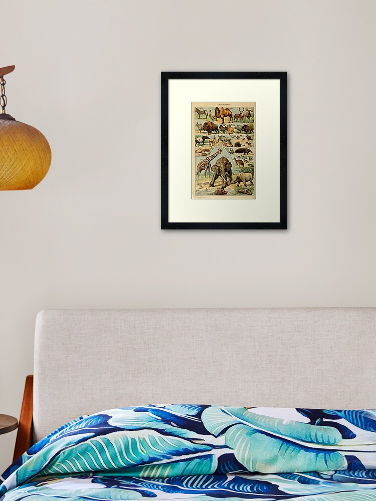 Thumbnail 2 of 7, Framed Art Print, mammiféres - french mammals - animals designed and sold by Speightsmate.
