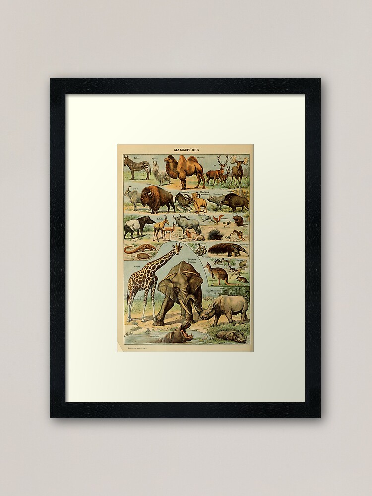 Thumbnail 1 of 7, Framed Art Print, mammiféres - french mammals - animals designed and sold by Speightsmate.