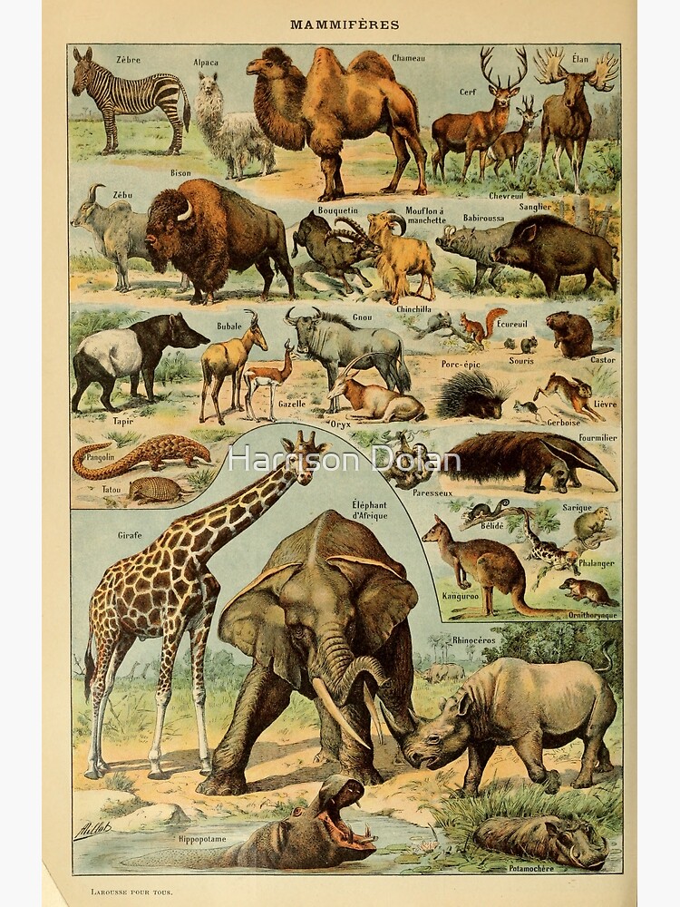 Thumbnail 7 of 7, Framed Art Print, mammiféres - french mammals - animals designed and sold by Speightsmate.