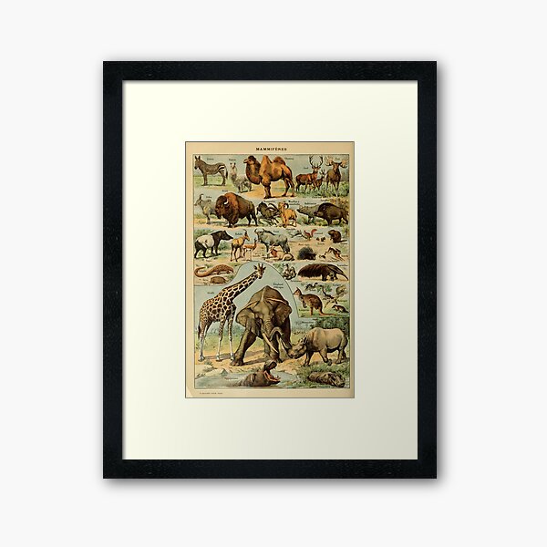 mammiféres - french mammals - animals Framed Art Print