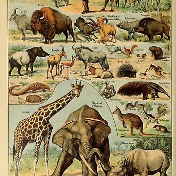 Artwork thumbnail, mammiféres - french mammals - animals by Harrison Dolan