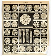 bacteria culture vintage french science journal Poster