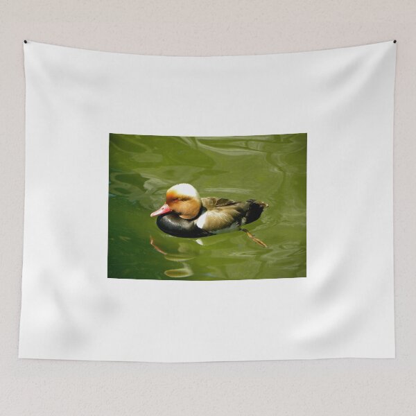 Item preview, Red-crested Pochard in shallow waters designed and sold by mamba.
