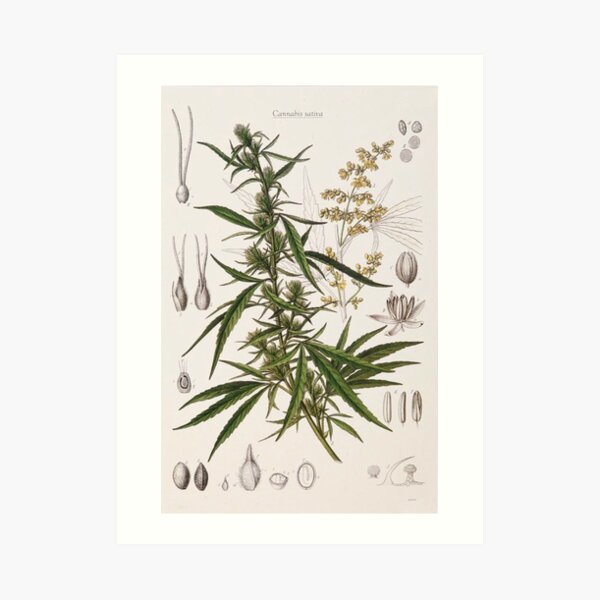Cannabis Sativa - french botanical entry Art Print