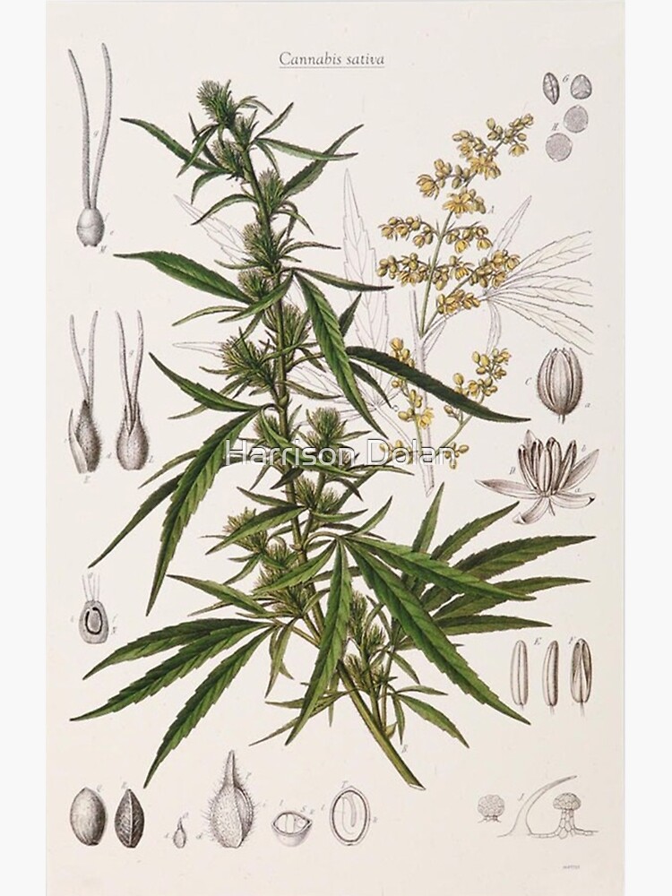 Ботаники марихуана ботаники марихуана