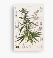 Cannabis Sativa - french botanical entry Metal Print