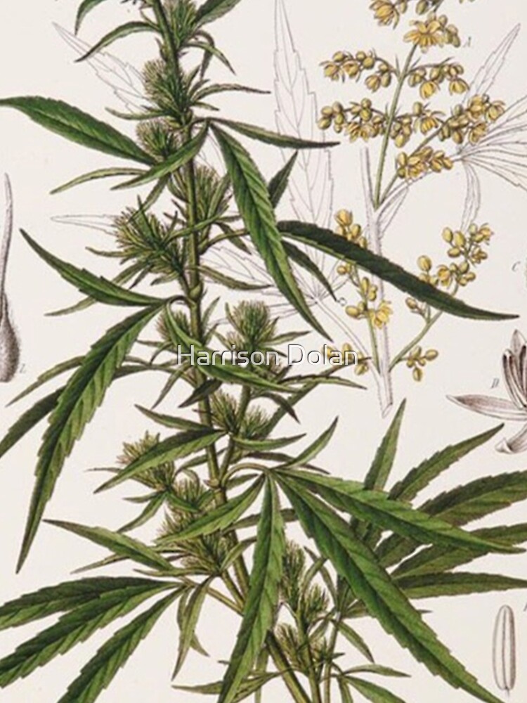Cannabis Sativa - french botanical entry by Speightsmate