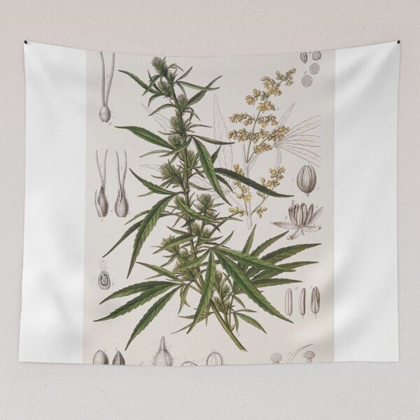 Item preview, Cannabis Sativa - french botanical entry  designed and sold by Harrison Dolan.