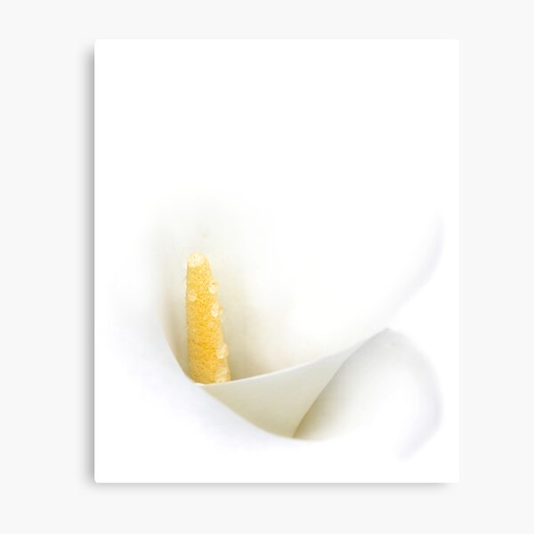 White Calla Lily Metal Print