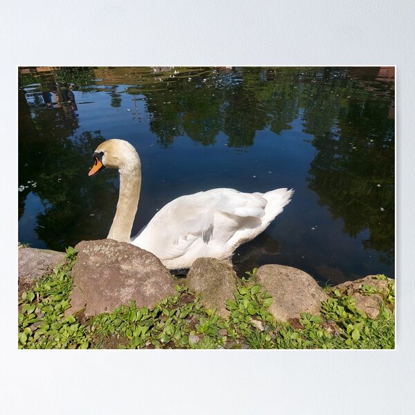 Item preview, Swan designed and sold by SilviPavlova.