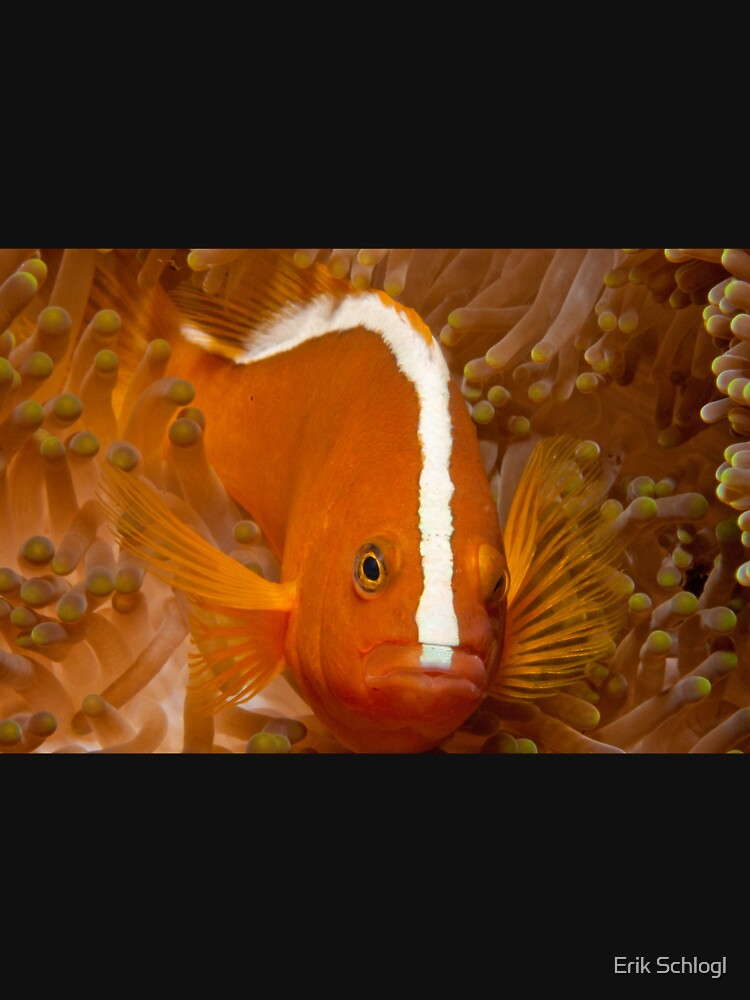 Orange Anemonefish, North Sulawesi, Indonesia by eschlogl