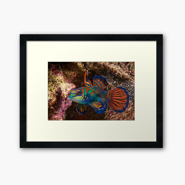 Mandarin Fish, Wakatobi National Park, Indonesia Framed Art Print