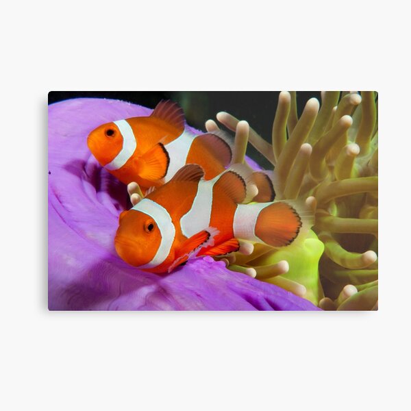 Two False Clown Anemonefish, Kapalai, Sabah, Malaysia Metal Print