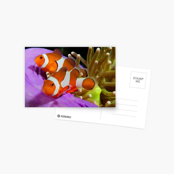 Two False Clown Anemonefish, Kapalai, Sabah, Malaysia Postcard