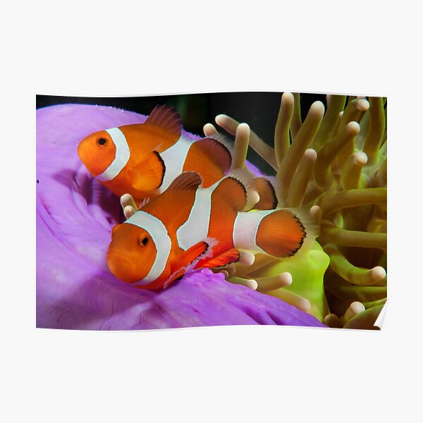 Two False Clown Anemonefish, Kapalai, Sabah, Malaysia Poster