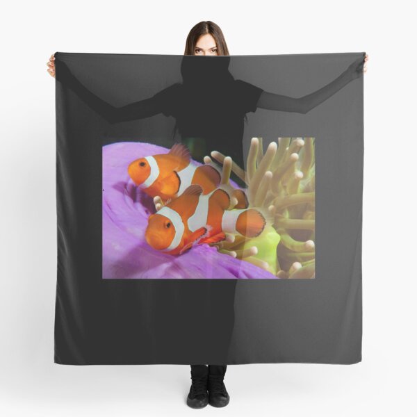 Two False Clown Anemonefish, Kapalai, Sabah, Malaysia Scarf