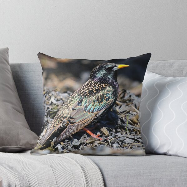 Item preview, Starling in breeding plumage II designed and sold by GreyFeatherPhot.