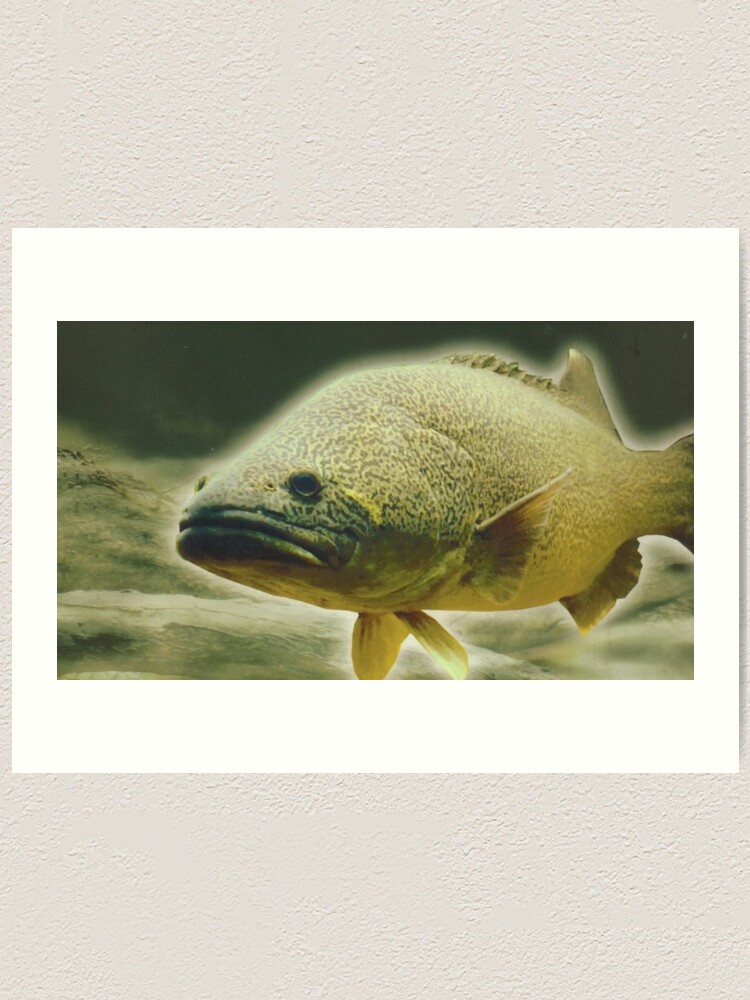 "Murray Cod" Art Print by ndarby1 | Redbubble