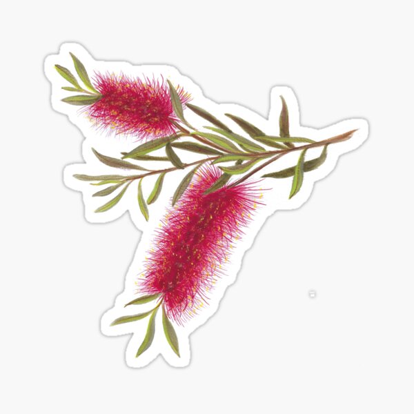 Australian Flora ~ Red Bottle Brush Sticker