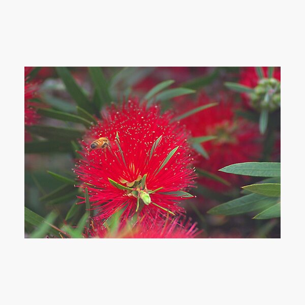 Item preview, Red callistemon flower designed and sold by ndarby1.