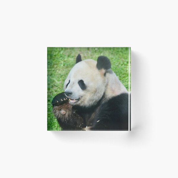 Item preview, Tian Tian the Giant Panda designed and sold by richardbryce.
