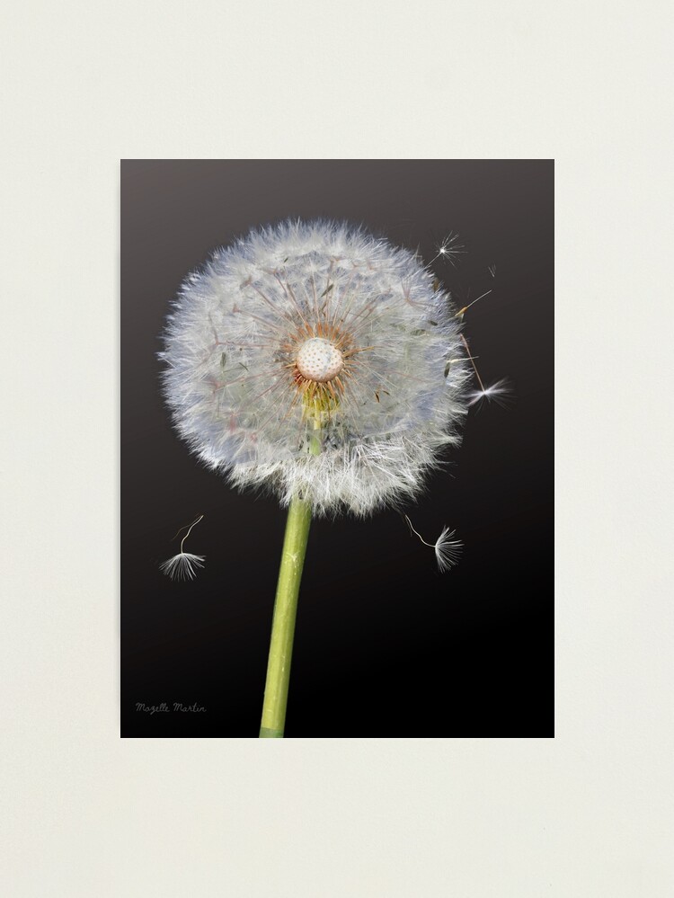 Photographic Print, Dandelion Skeleton designed and sold by Visual Diversity