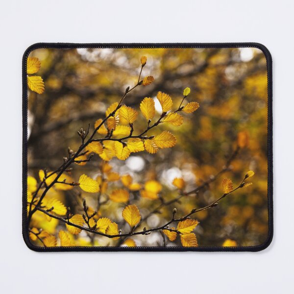 Item preview, Filtering through the Fagus designed and sold by Claire Walsh.