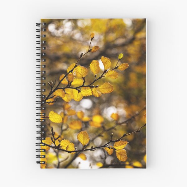 Item preview, Filtering through the Fagus designed and sold by Claire Walsh.