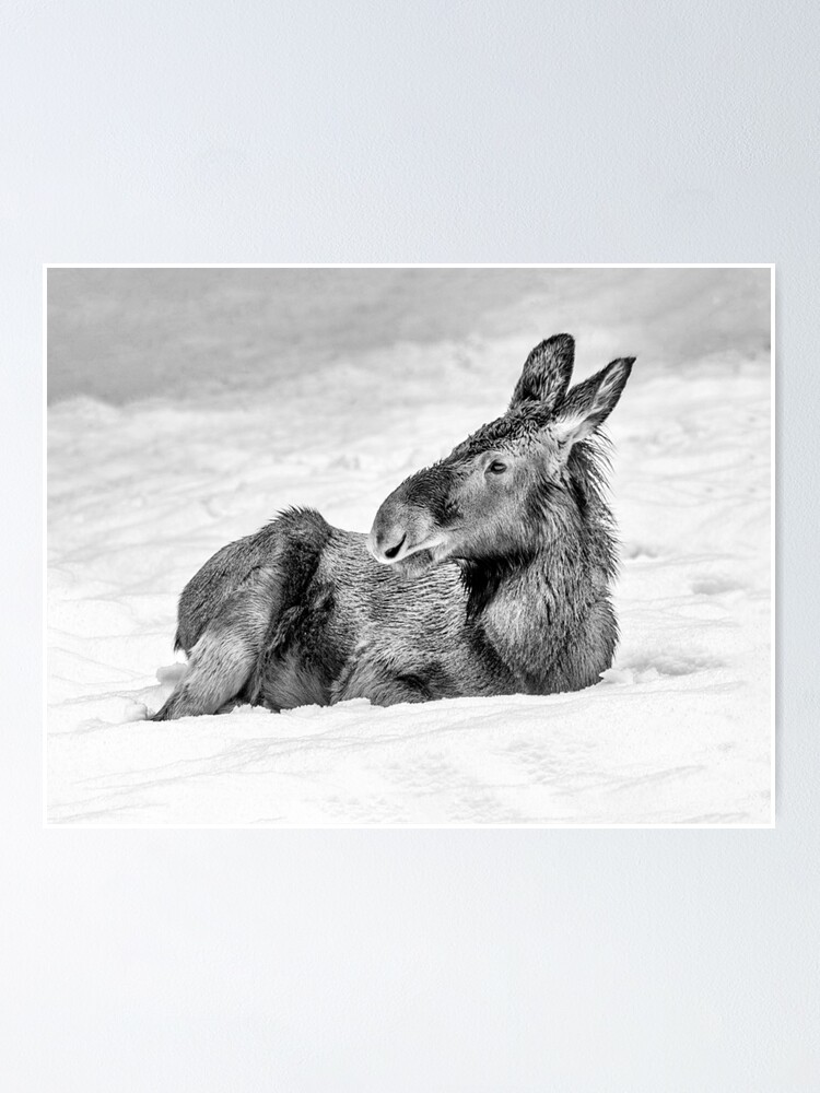 Baby Moose Relaxing On Snow Poster By Aliusimago Redbubble