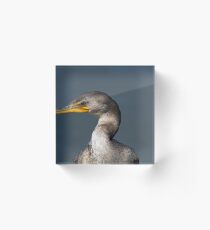 Portrait of a Cormorant Acrylic Block