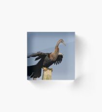 Anhinga Portrait Acrylic Block