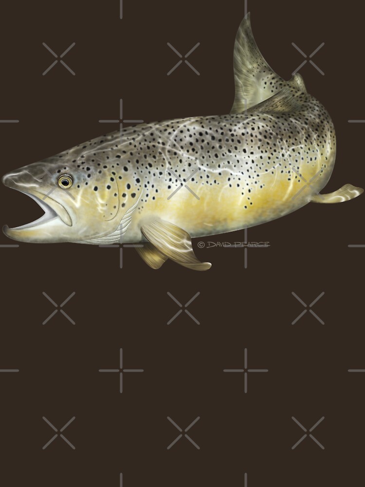 Brown Trout by barradingo