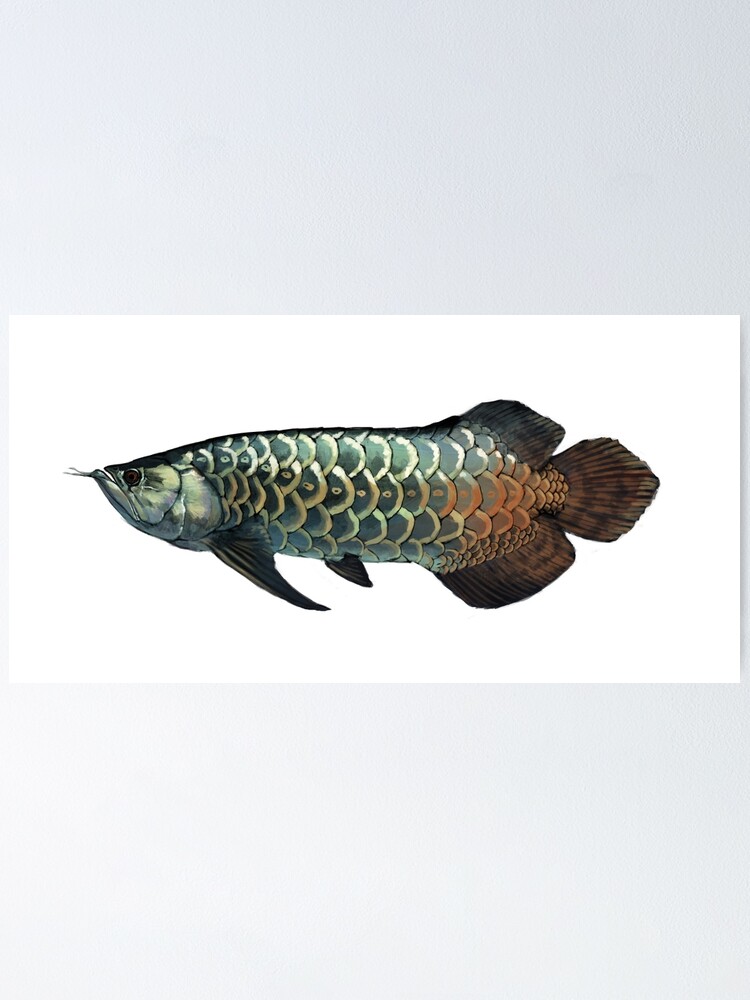 arowana light