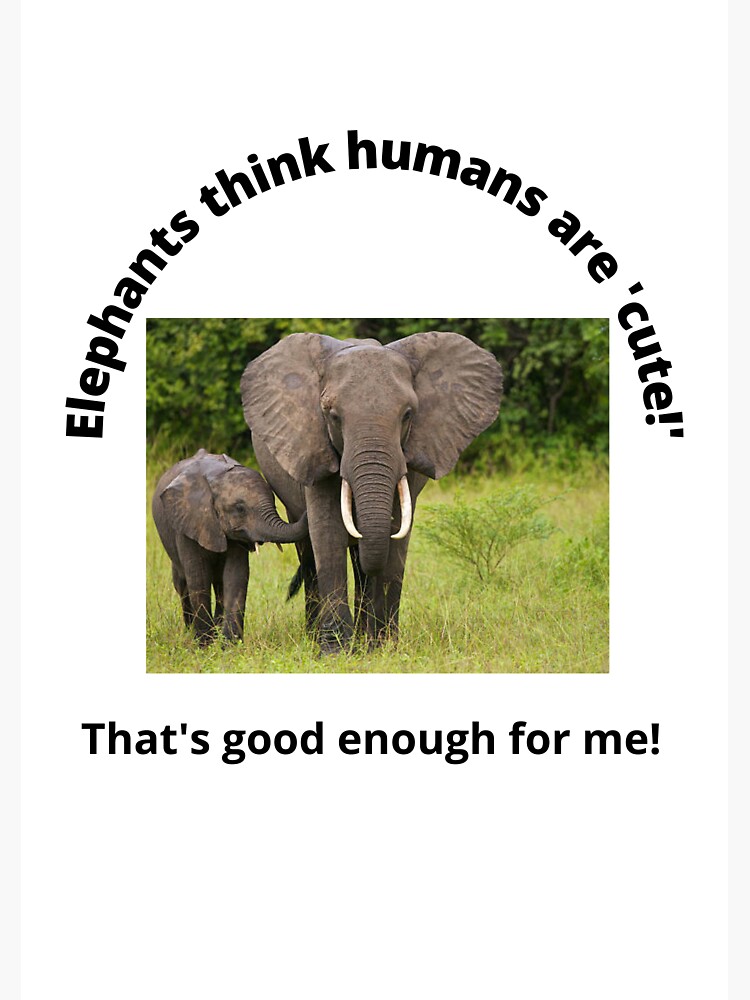 "Elephants Think We're Cute!" Sticker for Sale by siobhanwyman Redbubble