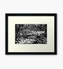 Snowy Tree Ferns.....Cradle Mountain National Park Framed Print