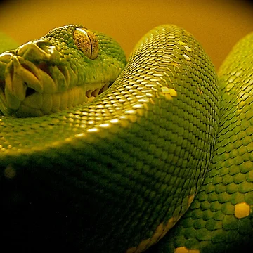 Artwork thumbnail, green tree python by mamba