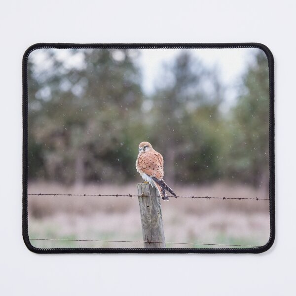 Item preview, Nankeen Kestral designed and sold by susanzentay.